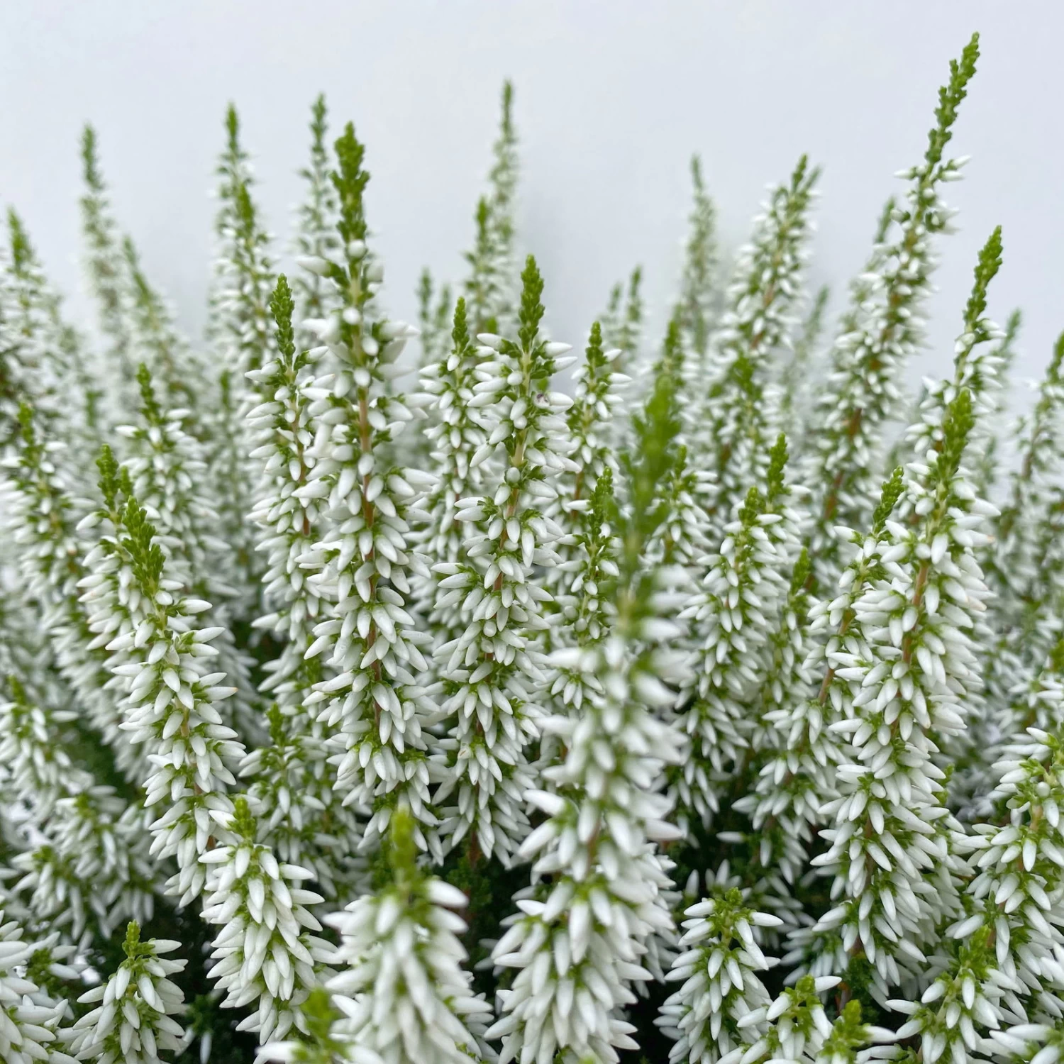 Knospenheide, Weiß, Topf-Ø 17 Cm, 3er-Set 9 Knospenheide, Weiß, Topf-Ø 17 Cm, 3er-Set – Bild 9