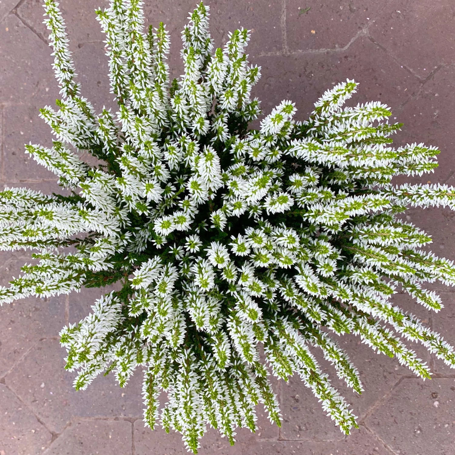 Knospenheide, Weiß, Topf-Ø 17 Cm, 3er-Set 2 Knospenheide, Weiß, Topf-Ø 17 Cm, 3er-Set – Bild 2