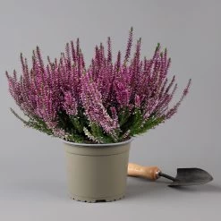 Knospenheide, Lila, Topf-Ø 17 Cm, 3er-Set 8 Knospenheide, Lila, Topf-Ø 17 Cm, 3er-Set -Gartenbedarf Verkäufe 0650100499 Calluna vulgaris T17 lila Knospenblueher 3erSet 2 126022