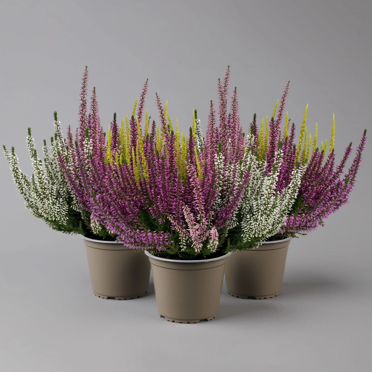 Knospenheide 'High Five®' Fünffarbig, Topf-Ø 13 Cm, 3er-Set 1 Knospenheide 'High Five®' Fünffarbig, Topf-Ø 13 Cm, 3er-Set