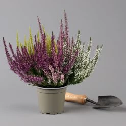 Knospenheide 'High Five®' Fünffarbig, Topf-Ø 13 Cm, 3er-Set 8 Knospenheide 'High Five®' Fünffarbig, Topf-Ø 13 Cm, 3er-Set -Gartenbedarf Verkäufe 0650200205 Calluna High Five T13 5 Farben im Topf 3er Set 2 126000