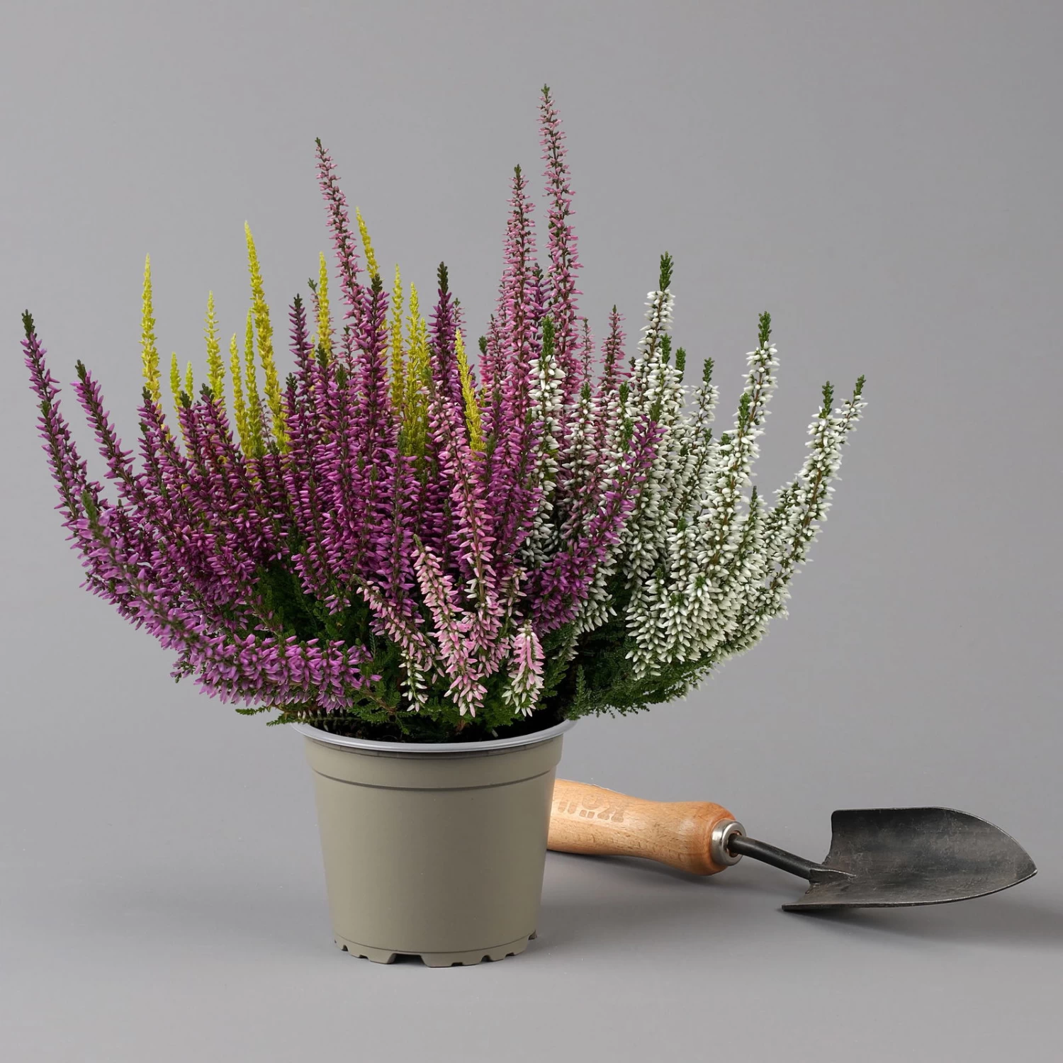 Knospenheide 'High Five®' Fünffarbig, Topf-Ø 13 Cm, 3er-Set 3 Knospenheide 'High Five®' Fünffarbig, Topf-Ø 13 Cm, 3er-Set – Bild 3