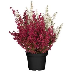 Glockenheide 'Duo', Rot-weiß, Topf-Ø 12cm, 6er-Set -Gartenbedarf Verkäufe 0651100036 Erica gracilis Duo rot weiss 6er Set WS 1 95898