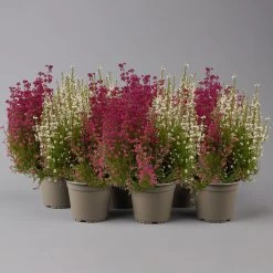 Glockenheide 'Duo', Rot-weiß, Topf-Ø 12cm, 6er-Set