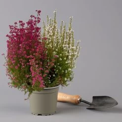 Glockenheide 'Duo', Rot-weiß, Topf-Ø 12cm, 6er-Set -Gartenbedarf Verkäufe 0651100060 Erica gracilis Duo T11 12 rot weiss 6er Set 2 125928