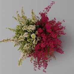 Glockenheide 'Duo', Rot-weiß, Topf-Ø 12cm, 6er-Set -Gartenbedarf Verkäufe 0651100060 Erica gracilis Duo T11 12 rot weiss 6er Set 3 125929