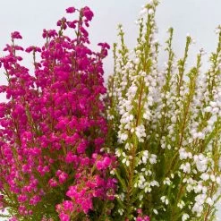 Glockenheide 'Duo', Rot-weiß, Topf-Ø 12cm, 6er-Set -Gartenbedarf Verkäufe 0651100060 Erica gracilis Duo T11 12 rot weiss 6er Set 4 125791