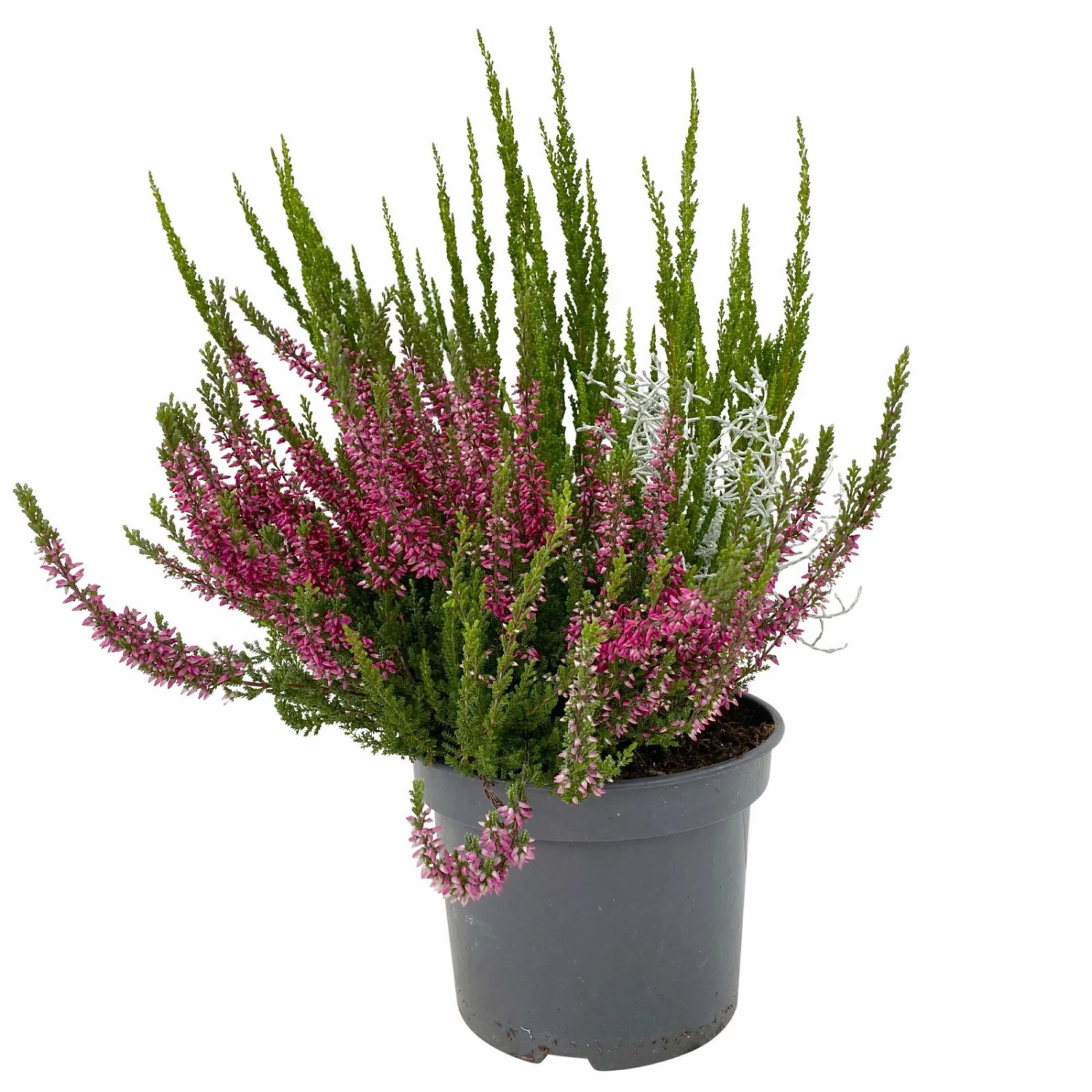 Heide-Mixtopf Mit Knospenheide Und Silberdraht, Topf 17 Cm Ø, 2er-Set 1 Heide-Mixtopf Mit Knospenheide Und Silberdraht, Topf 17 Cm Ø, 2er-Set