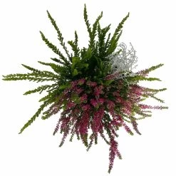 Heide-Mixtopf Mit Knospenheide Und Silberdraht, Topf 17 Cm Ø, 2er-Set 9 Heide-Mixtopf Mit Knospenheide Und Silberdraht, Topf 17 Cm Ø, 2er-Set -Gartenbedarf Verkäufe 0651200041 Calluna Mixtopf T17 2er Set Calluna rot Skyli Calocephalus 5 115326