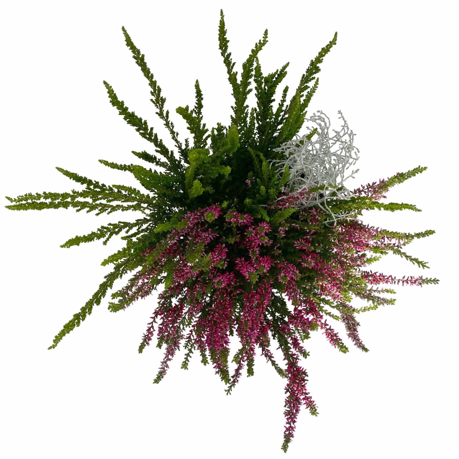 Heide-Mixtopf Mit Knospenheide Und Silberdraht, Topf 17 Cm Ø, 2er-Set 3 Heide-Mixtopf Mit Knospenheide Und Silberdraht, Topf 17 Cm Ø, 2er-Set – Bild 3