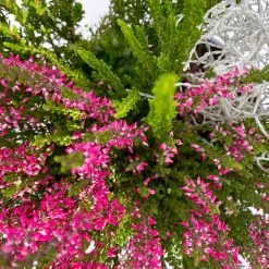 Heide-Mixtopf Mit Knospenheide Und Silberdraht, Topf 17 Cm Ø, 2er-Set 11 Heide-Mixtopf Mit Knospenheide Und Silberdraht, Topf 17 Cm Ø, 2er-Set -Gartenbedarf Verkäufe 0651200041 Calluna Mixtopf T17 2er Set Calluna rot Skyli Calocephalus 6 115247