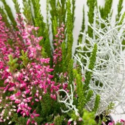 Heide-Mixtopf Mit Knospenheide Und Silberdraht, Topf 17 Cm Ø, 2er-Set 10 Heide-Mixtopf Mit Knospenheide Und Silberdraht, Topf 17 Cm Ø, 2er-Set -Gartenbedarf Verkäufe 0651200041 Calluna Mixtopf T17 2er Set Calluna rot Skyli Calocephalus 7 115246