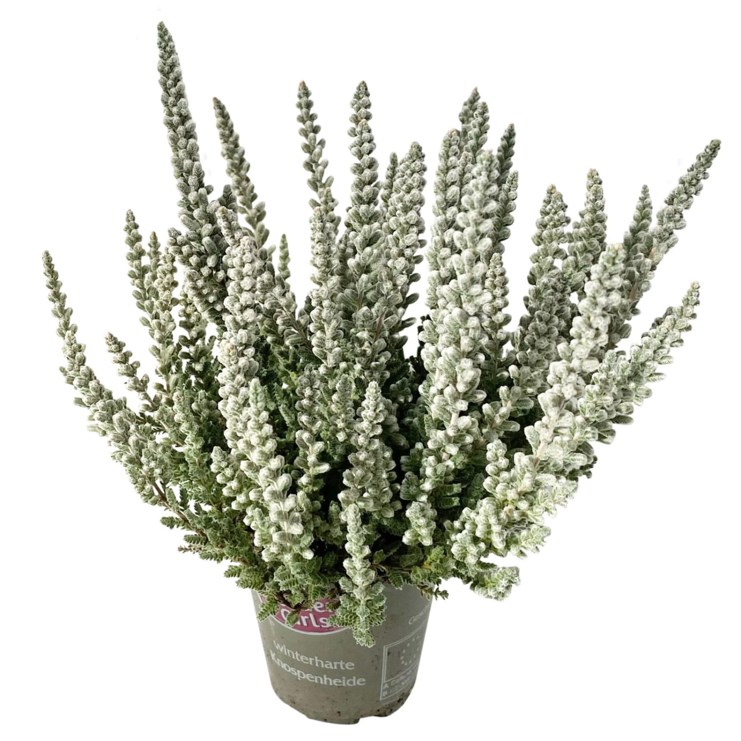 Knospenheide 'Fluffy® Zilly', Silberlaubig, Topf-Ø 6,5 Cm, 12er-Set 1 Knospenheide 'Fluffy® Zilly', Silberlaubig, Topf-Ø 6,5 Cm, 12er-Set