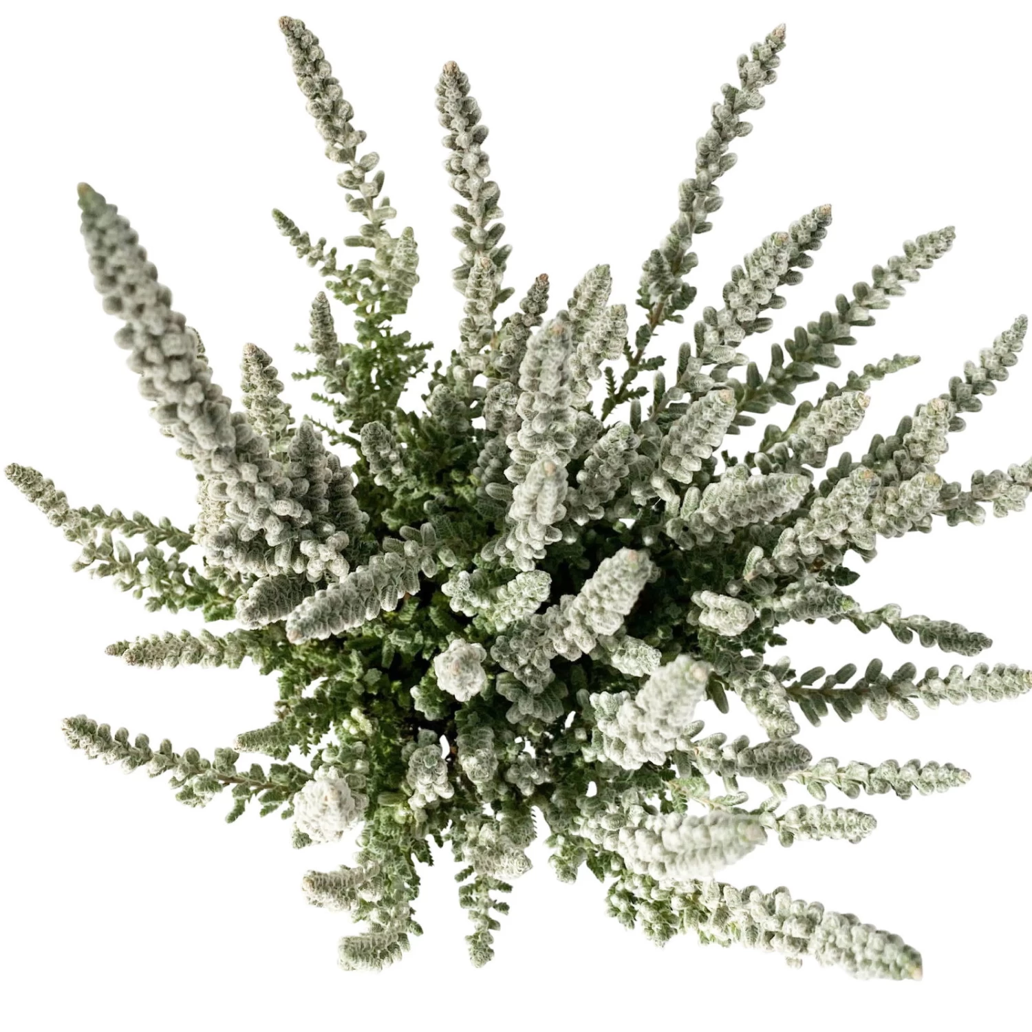 Knospenheide 'Fluffy® Zilly', Silberlaubig, Topf-Ø 6,5 Cm, 12er-Set 2 Knospenheide 'Fluffy® Zilly', Silberlaubig, Topf-Ø 6,5 Cm, 12er-Set – Bild 2