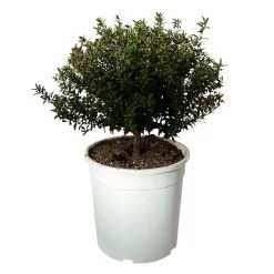 Myrte Weiß, Busch, Topf-Ø 19 Cm, Höhe Ca. 35 Cm