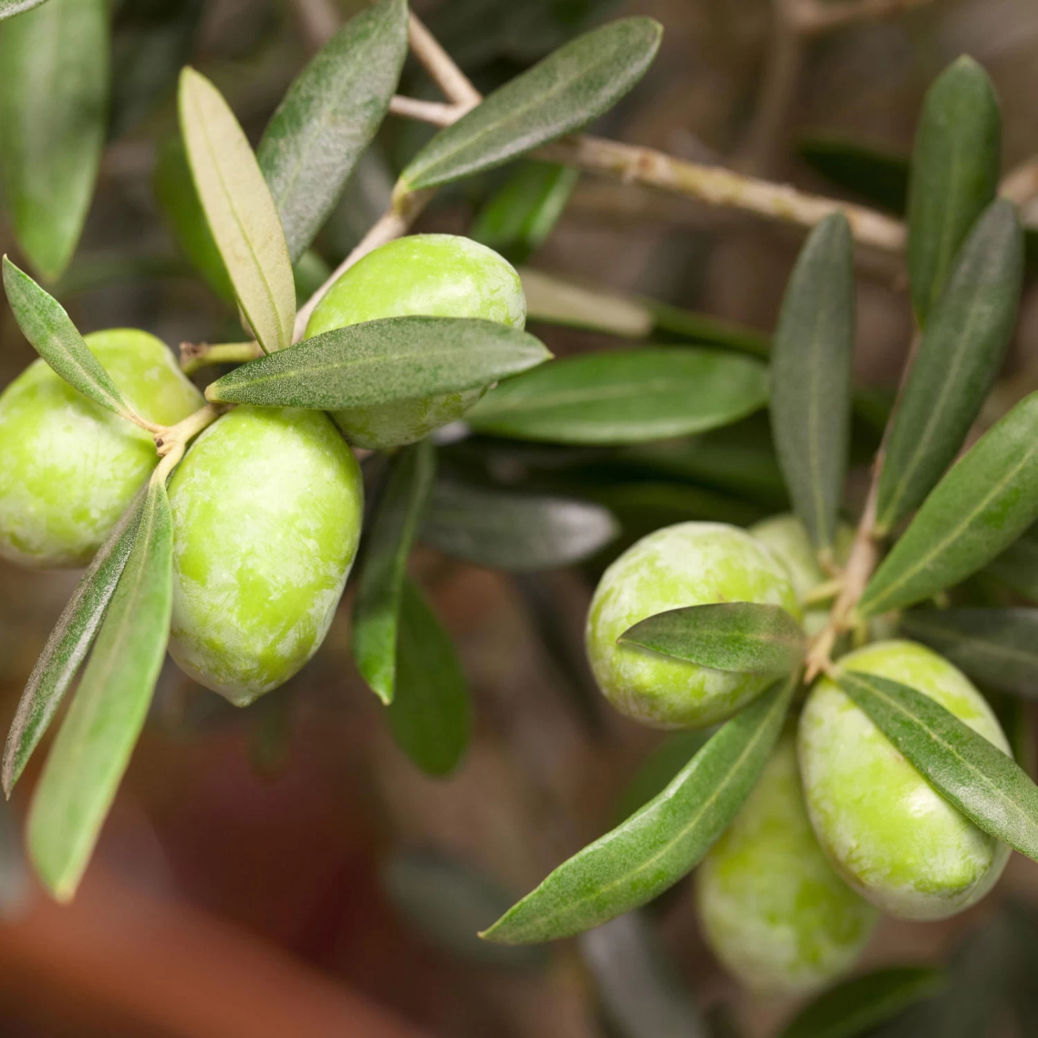 Olivenbaum 'Florida', Stamm, Topf-Ø Ca. 50 Cm, Höhe Ca. 170 Cm 8 Olivenbaum 'Florida', Stamm, Topf-Ø Ca. 50 Cm, Höhe Ca. 170 Cm – Bild 8