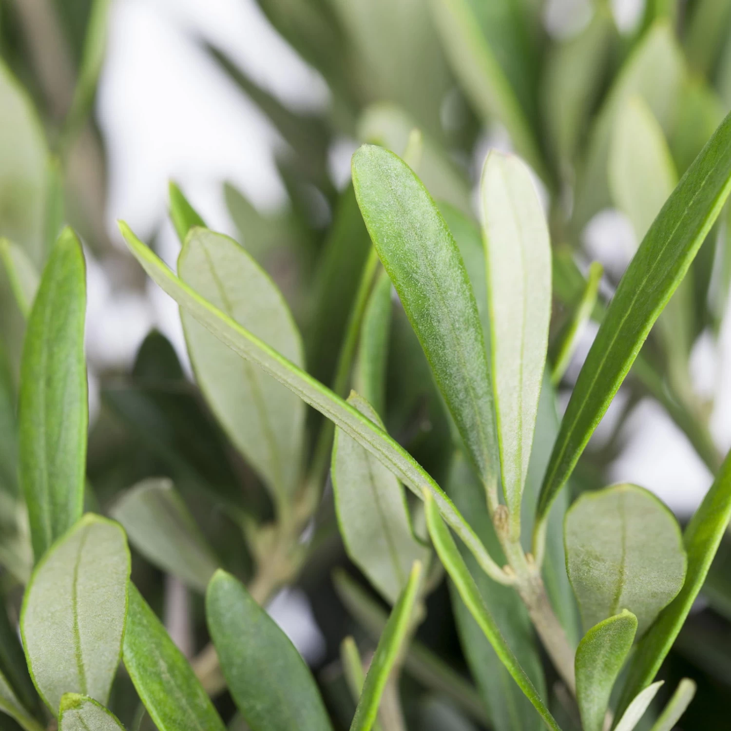 Olivenbaum 'Florida', Stamm, Topf-Ø Ca. 50 Cm, Höhe Ca. 170 Cm 9 Olivenbaum 'Florida', Stamm, Topf-Ø Ca. 50 Cm, Höhe Ca. 170 Cm – Bild 9