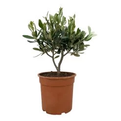 Olivenbaum, Busch, Topf-Ø 15 Cm, Höhe Ca. 30 Cm