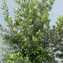 Olivenbaum 'Florida', Stamm, Topf-Ø Ca. 50 Cm, Höhe Ca. 170 Cm 15 Olivenbaum 'Florida', Stamm, Topf-Ø Ca. 50 Cm, Höhe Ca. 170 Cm -Gartenbedarf Verkäufe 0680200116 Koelle Olea europaea T50 Stamm Florida 14 111438