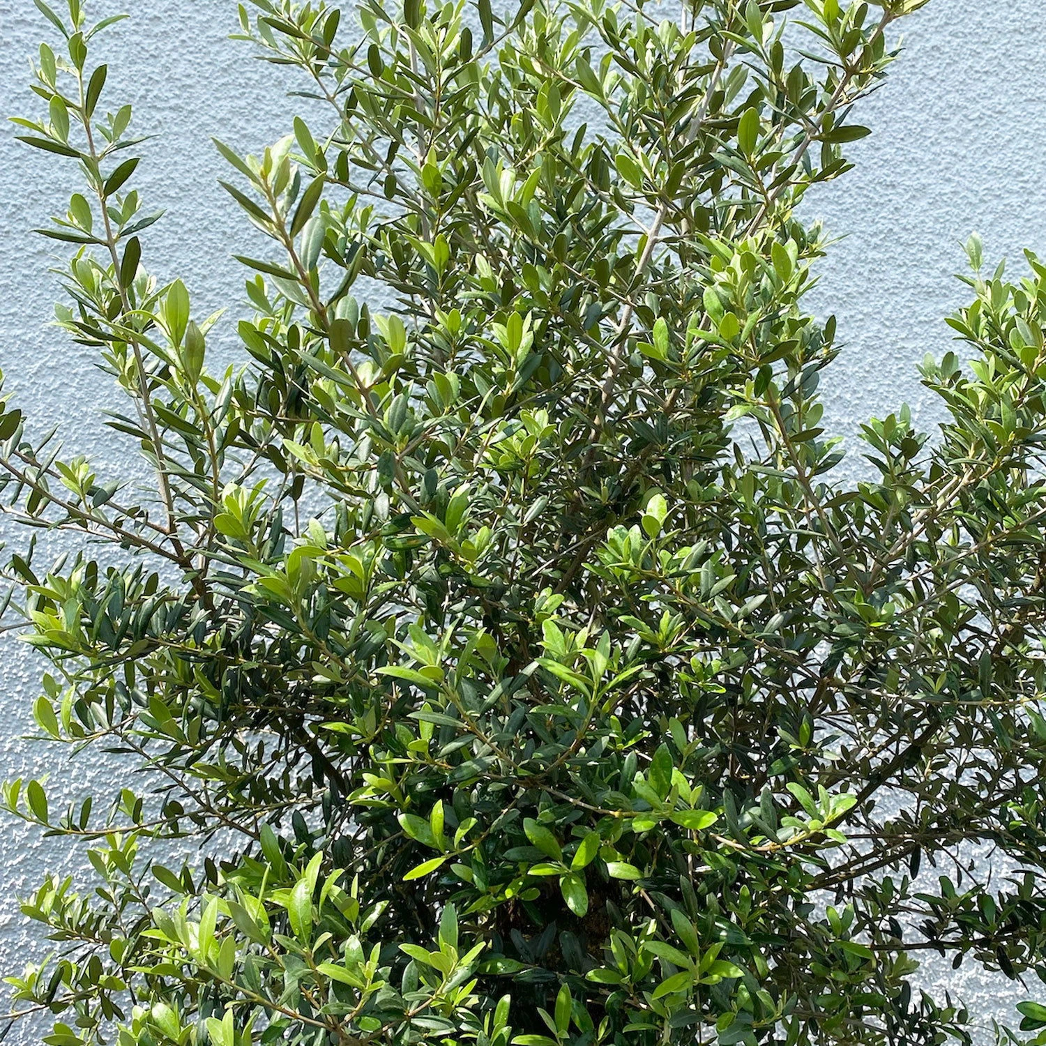 Olivenbaum 'Florida', Stamm, Topf-Ø Ca. 50 Cm, Höhe Ca. 170 Cm 5 Olivenbaum 'Florida', Stamm, Topf-Ø Ca. 50 Cm, Höhe Ca. 170 Cm – Bild 5