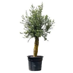 Olivenbaum 'Florida', Stamm, Topf-Ø Ca. 50 Cm, Höhe Ca. 170 Cm 13 Olivenbaum 'Florida', Stamm, Topf-Ø Ca. 50 Cm, Höhe Ca. 170 Cm -Gartenbedarf Verkäufe 0680200116 Koelle Olea europaea T50 Stamm Florida 8 111593