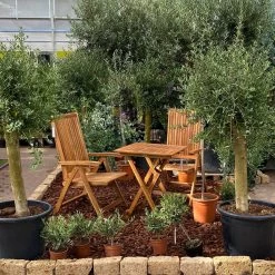 Olivenbaum 'Florida', Stamm, Topf-Ø Ca. 50 Cm, Höhe Ca. 170 Cm 17 Olivenbaum 'Florida', Stamm, Topf-Ø Ca. 50 Cm, Höhe Ca. 170 Cm -Gartenbedarf Verkäufe 0680200116 Koelle Olea europaea T65 Florida 9 94740