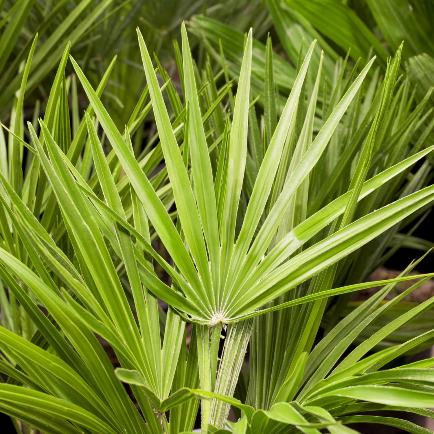 Chamaerops Humilis, Topf-Ø 30 Cm, Höhe Ca. 90 Cm 2 Chamaerops Humilis, Topf-Ø 30 Cm, Höhe Ca. 90 Cm – Bild 2