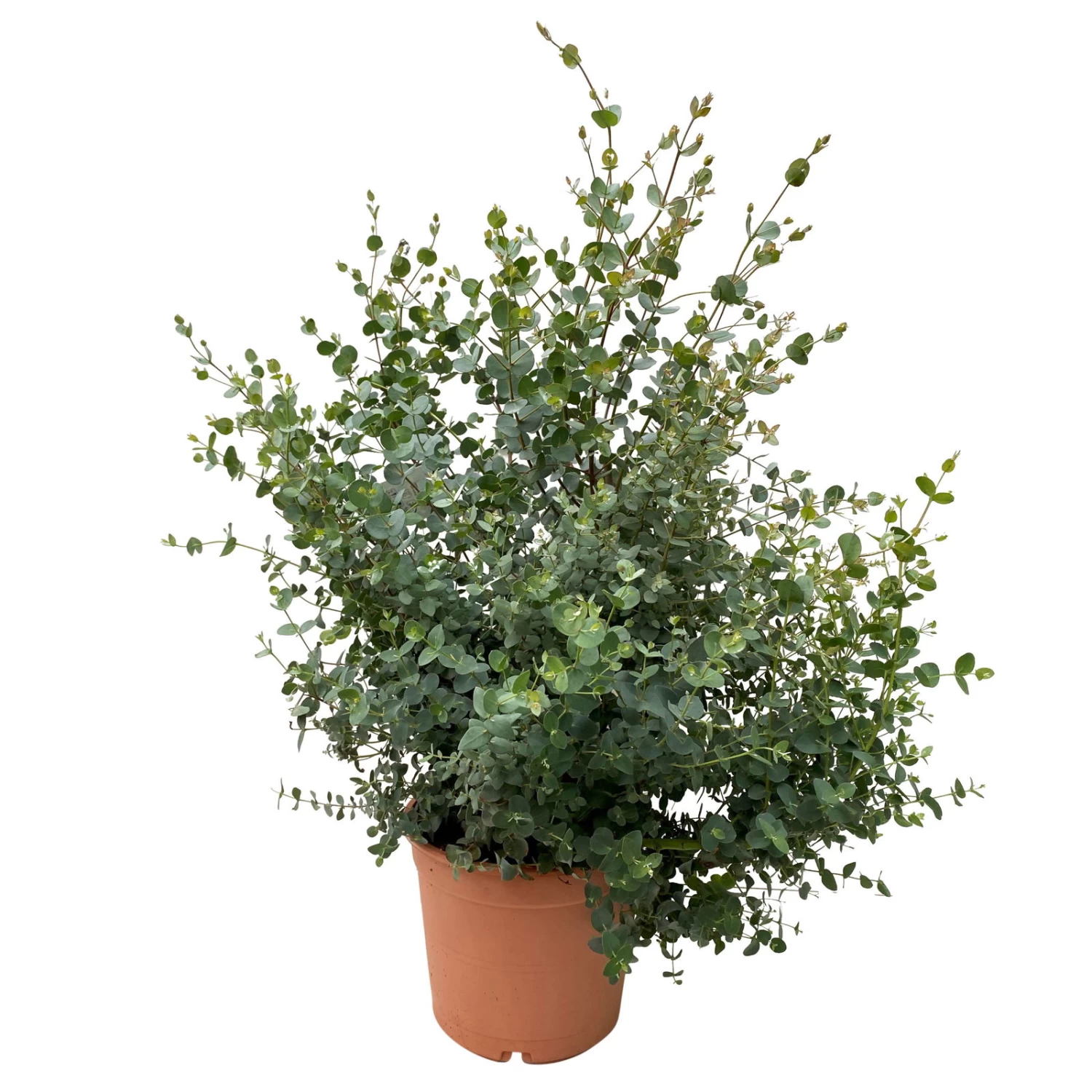 Eukalyptus, Busch, Topf-Ø 22 /24 Cm 3 Eukalyptus, Busch, Topf-Ø 22 /24 Cm – Bild 3