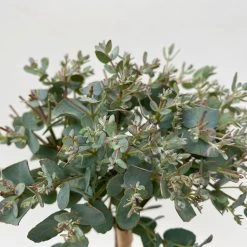 Eukalyptus, Stamm, Topf-Ø 12 Cm -Gartenbedarf Verkäufe 0680400032 Eucalyptus gunnii Stamm T12 5 106639