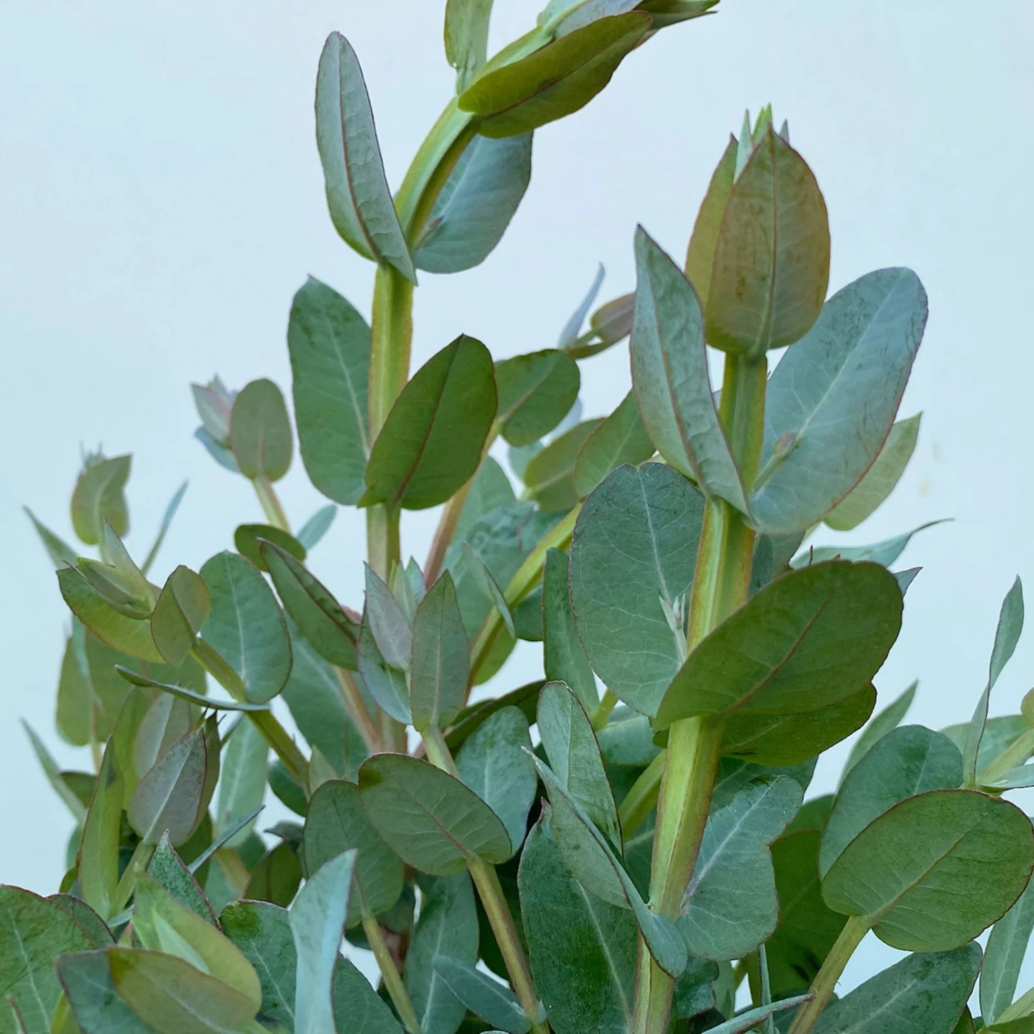 Eucalyptus Globulus, Busch, Topf-Ø 40 Cm 2 Eucalyptus Globulus, Busch, Topf-Ø 40 Cm – Bild 2