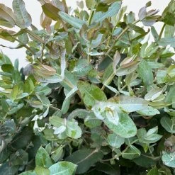 Eucalyptus Globulus, Busch, Topf-Ø 40 Cm 9 Eucalyptus Globulus, Busch, Topf-Ø 40 Cm -Gartenbedarf Verkäufe 0680400042 Eukalyptus globulus Busch T40 5 112239