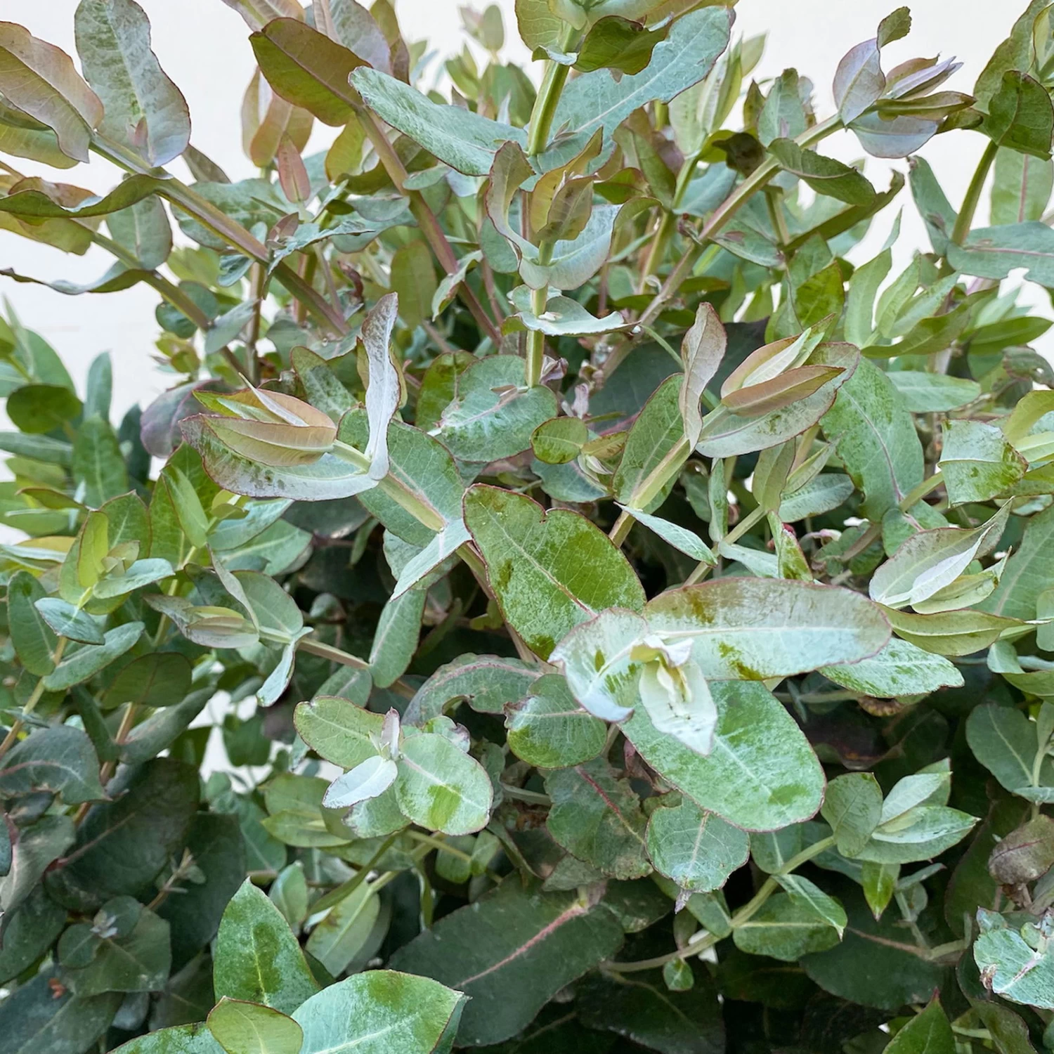 Eucalyptus Globulus, Busch, Topf-Ø 40 Cm 3 Eucalyptus Globulus, Busch, Topf-Ø 40 Cm – Bild 3