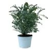 Eukalyptus 'Baby Blue', Busch, Topf-Ø 20 Cm