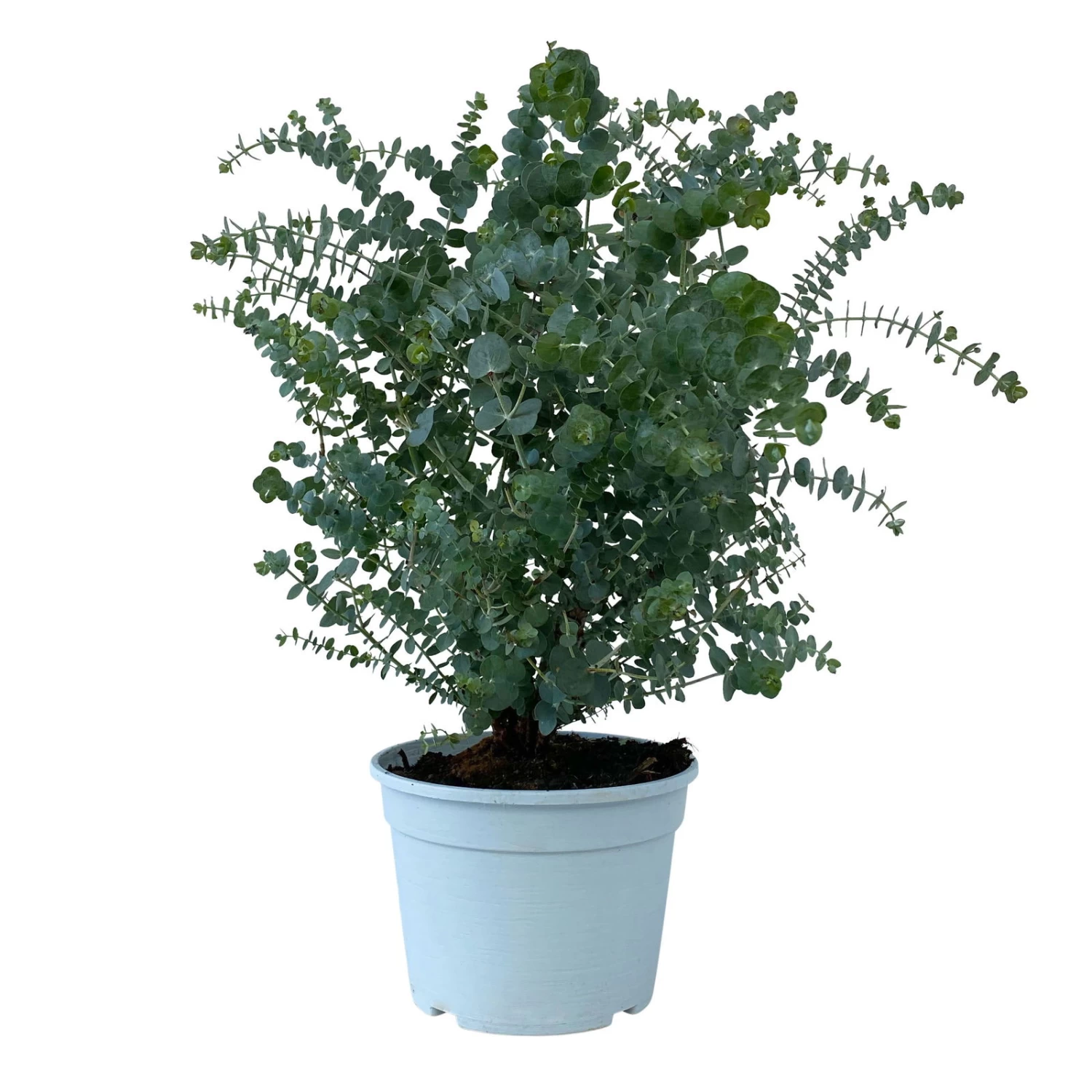 Eukalyptus 'Baby Blue', Busch, Topf-Ø 20 Cm 1 Eukalyptus 'Baby Blue', Busch, Topf-Ø 20 Cm