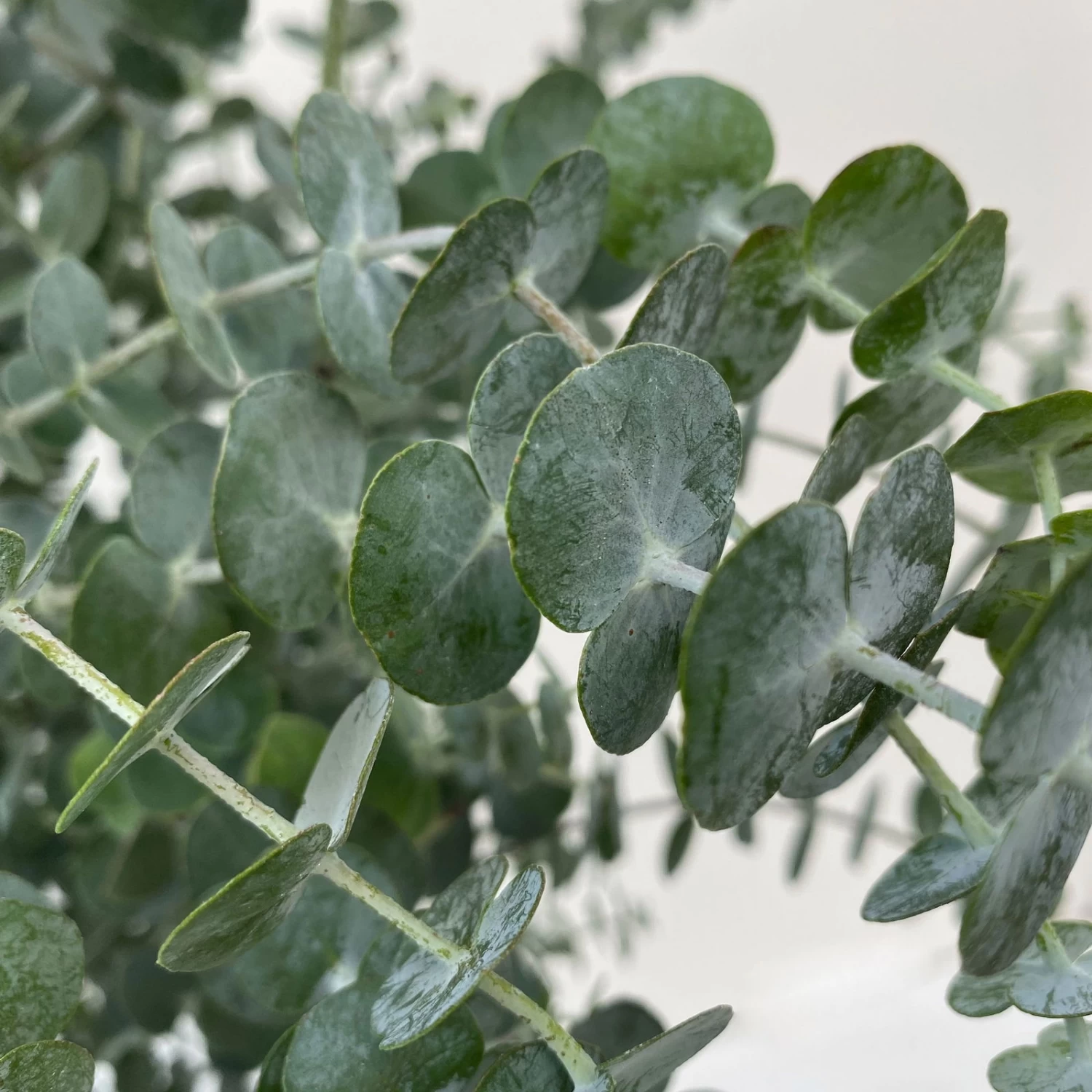 Eukalyptus 'Baby Blue', Busch, Topf-Ø 20 Cm 2 Eukalyptus 'Baby Blue', Busch, Topf-Ø 20 Cm – Bild 2