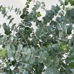 Eukalyptus 'Baby Blue', Busch, Topf-Ø 20 Cm 8 Eukalyptus 'Baby Blue', Busch, Topf-Ø 20 Cm -Gartenbedarf Verkäufe 0680400059 Eukalyptus gunnii Busch T20 Baby Blue WS 4 98457