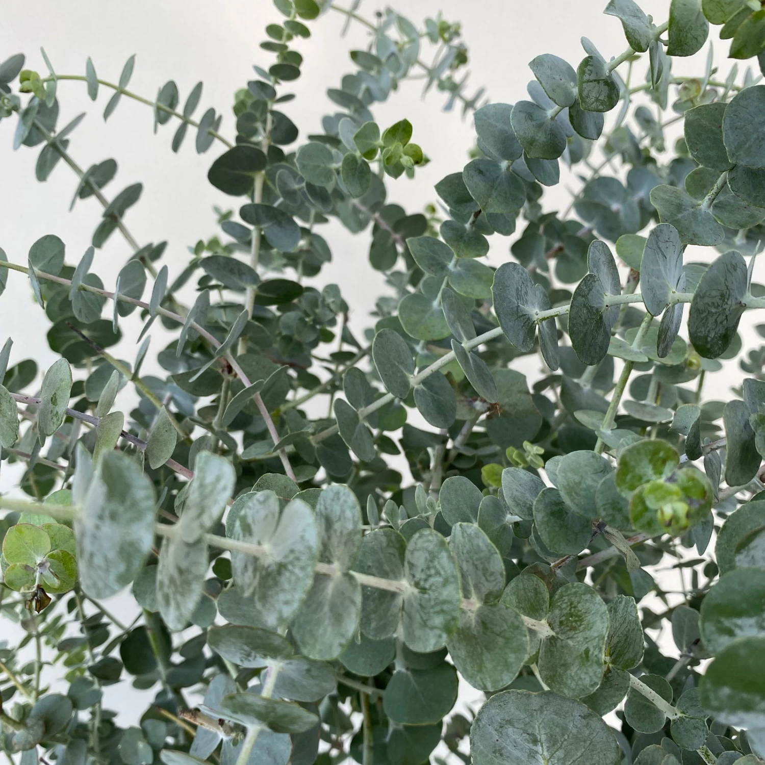 Eukalyptus 'Baby Blue', Busch, Topf-Ø 20 Cm 3 Eukalyptus 'Baby Blue', Busch, Topf-Ø 20 Cm – Bild 3