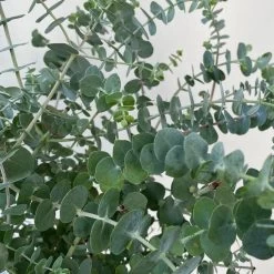 Eukalyptus 'Baby Blue', Busch, Topf-Ø 20 Cm 9 Eukalyptus 'Baby Blue', Busch, Topf-Ø 20 Cm -Gartenbedarf Verkäufe 0680400059 Eukalyptus gunnii Busch T20 Baby Blue WS 5 98460