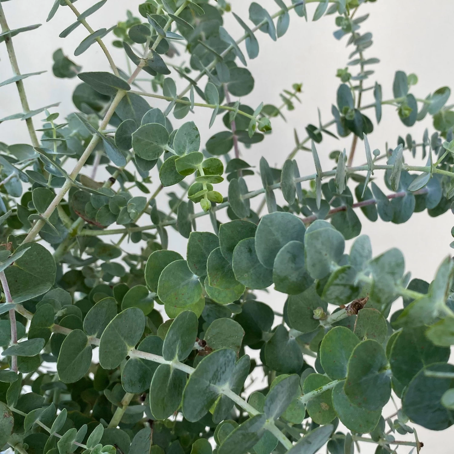 Eukalyptus 'Baby Blue', Busch, Topf-Ø 20 Cm 4 Eukalyptus 'Baby Blue', Busch, Topf-Ø 20 Cm – Bild 4