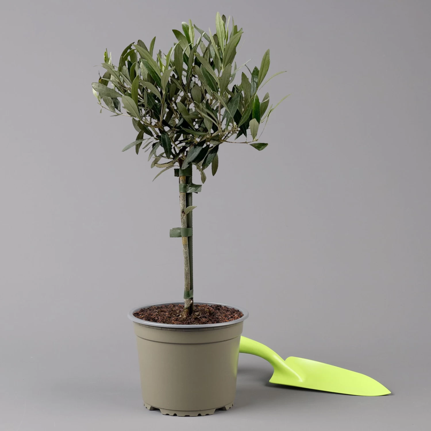 Olivenbaum, Stämmchen, Topf-Ø 15/16 Cm, Höhe Ca. 40 Cm 1 Olivenbaum, Stämmchen, Topf-Ø 15/16 Cm, Höhe Ca. 40 Cm