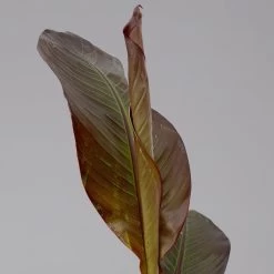 Rote Zierbanane, Topf-Ø 14 Cm, Höhe Ca. 40 Cm, 2er-Set -Gartenbedarf Verkäufe 0683100020 ensete ventricosum rote banane 3 124582