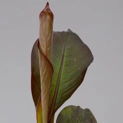 Rote Zierbanane, Topf-Ø 14 Cm, Höhe Ca. 40 Cm, 2er-Set -Gartenbedarf Verkäufe 0683100020 ensete ventricosum rote banane 10 124583