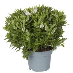 Hebe Weiß, Topf-Ø 19 Cm, 2er-Set