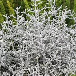 Calocephalus & Mühlenbeckie, Topf-Ø 23 Cm 12 Calocephalus & Mühlenbeckie, Topf-Ø 23 Cm -Gartenbedarf Verkäufe 0690100135 Calocephalus brownii 12 13cm Topf 01 43993