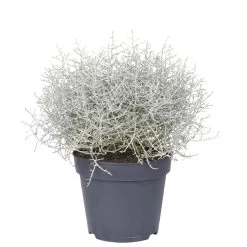 Calocephalus, Silber-grau, Topf-Ø 17 Cm, 3er-Set