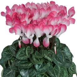 Alpenveilchen 'Indiaka® Geflammt, Farben Zufällig, Topf-Ø 12 Cm, 6er-Set 11 Alpenveilchen 'Indiaka® Geflammt, Farben Zufällig, Topf-Ø 12 Cm, 6er-Set -Gartenbedarf Verkäufe 0690100290 koelle Cyclame Indiaka Salmon geflammt 6er Set 79801 1