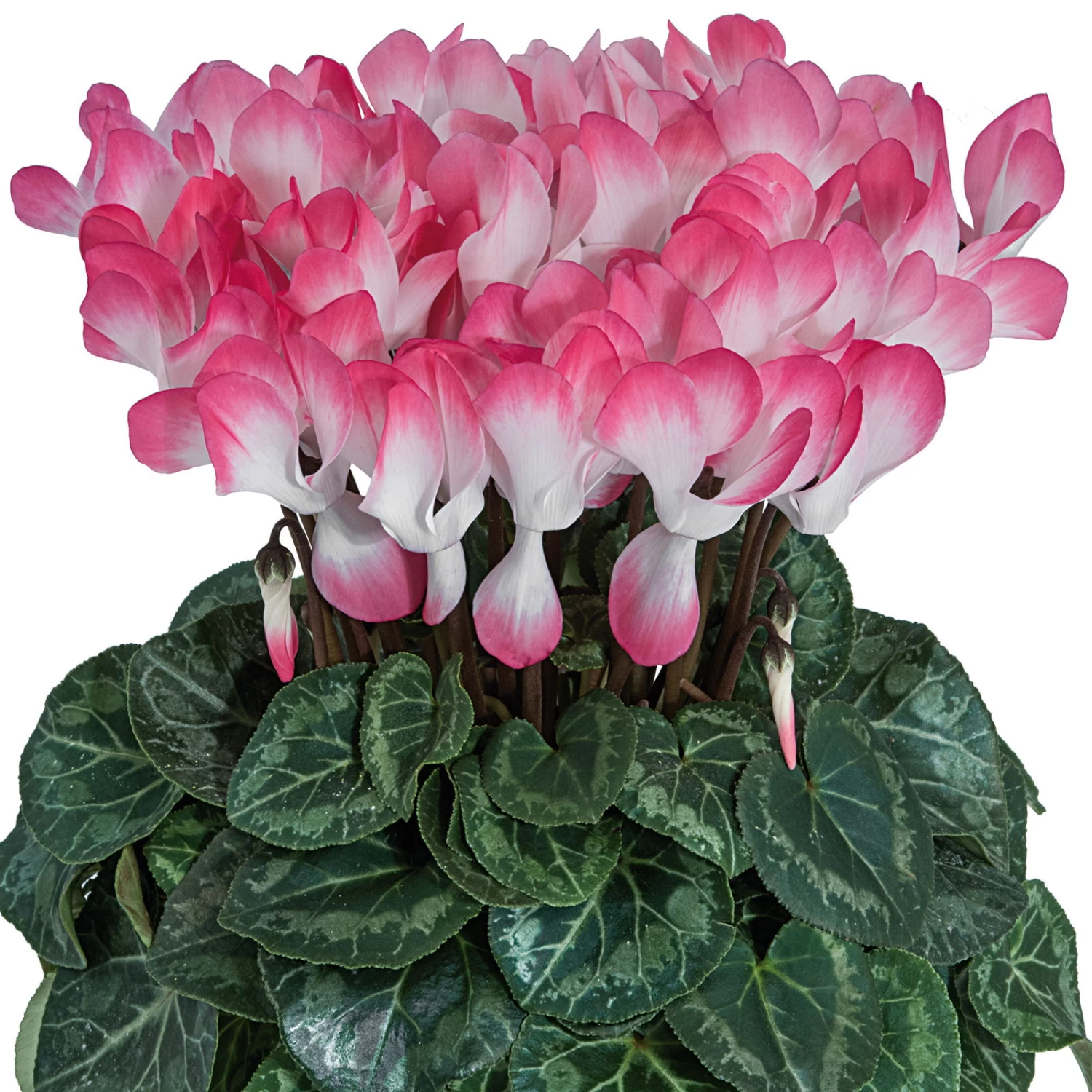 Alpenveilchen 'Indiaka® Geflammt, Farben Zufällig, Topf-Ø 12 Cm, 6er-Set 5 Alpenveilchen 'Indiaka® Geflammt, Farben Zufällig, Topf-Ø 12 Cm, 6er-Set – Bild 5