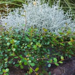 Calocephalus & Mühlenbeckie, Topf-Ø 23 Cm