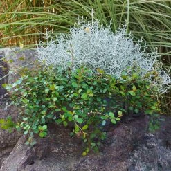 Calocephalus & Mühlenbeckie, Topf-Ø 23 Cm 10 Calocephalus & Mühlenbeckie, Topf-Ø 23 Cm -Gartenbedarf Verkäufe 0690100359 Calocephalus Muehlenbeckia XXL Schale T27 Mueca WS 2 94958