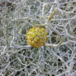 Calocephalus & Mühlenbeckie, Topf-Ø 23 Cm 11 Calocephalus & Mühlenbeckie, Topf-Ø 23 Cm -Gartenbedarf Verkäufe 0690100359 Calocephalus Muehlenbeckia XXL Schale T27 Mueca WS 4 94959